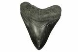 Fossil Megalodon Tooth - South Carolina #254586-1